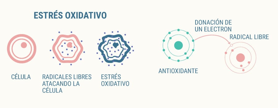 Estrés oxidativo