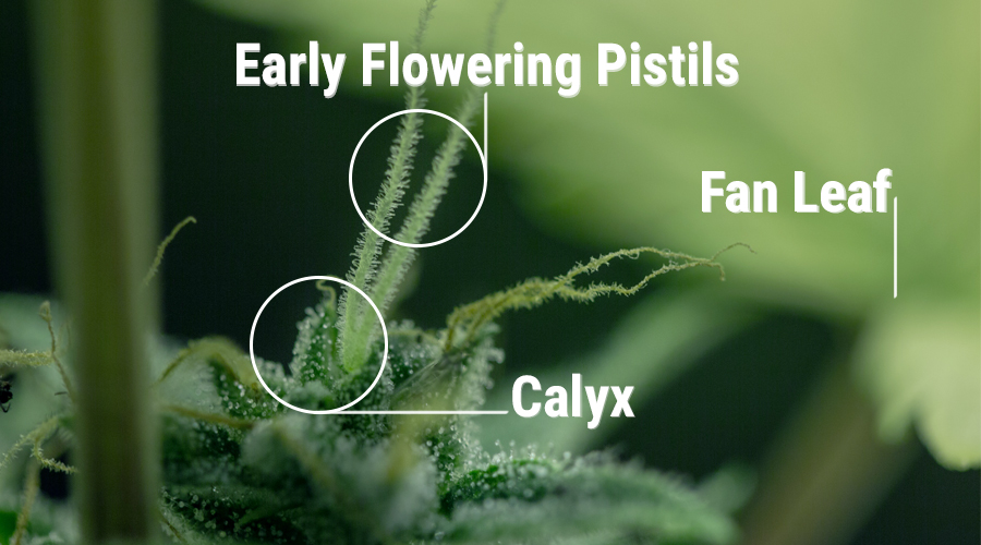 Planta de cannabis planta de caliciformes órganos reproductores de la planta