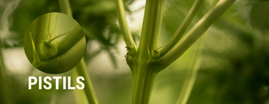 Pistils Ejemplo de Planta de Cannabis