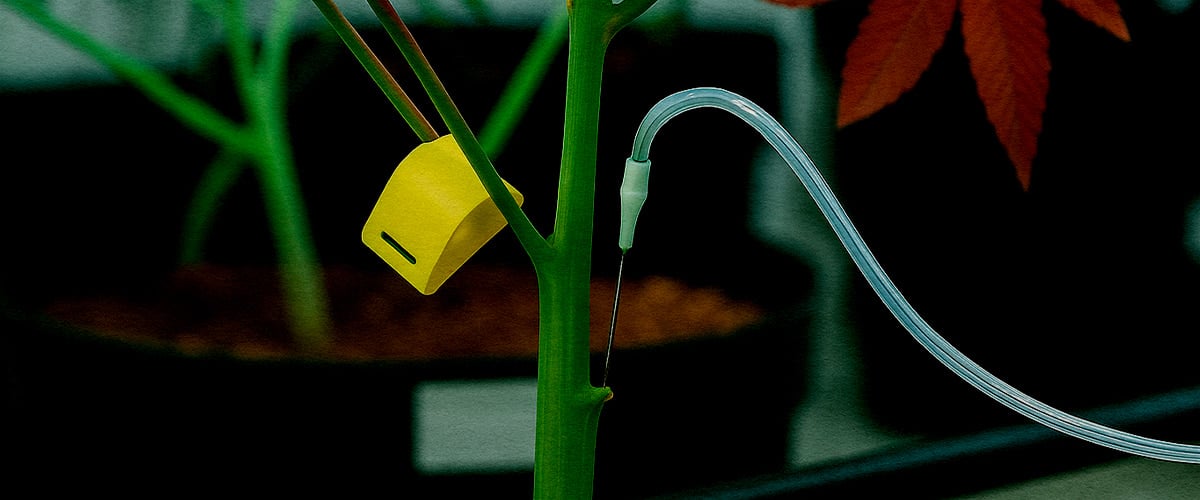 Detalle técnica PSIS inyección de solución de sucrosa directamente en el tallo de cannabis durante floración para mayor peso de cogollos y cannabinoides