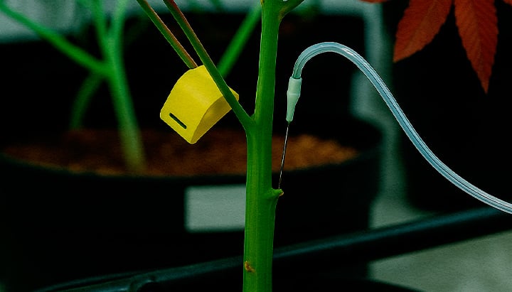 Detalle técnica PSIS inyección de solución de sucrosa directamente en el tallo de cannabis durante floración para mayor peso de cogollos y cannabinoides