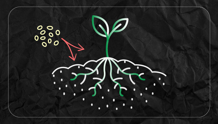 What is Pythium What is Pythium