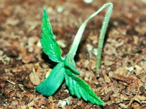 Pythium fungus plants detección de problemas de cannabis