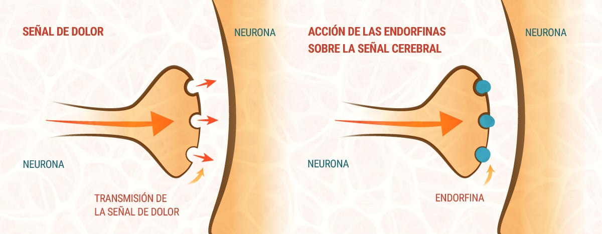 El CBD y el sistema endocannabinoide