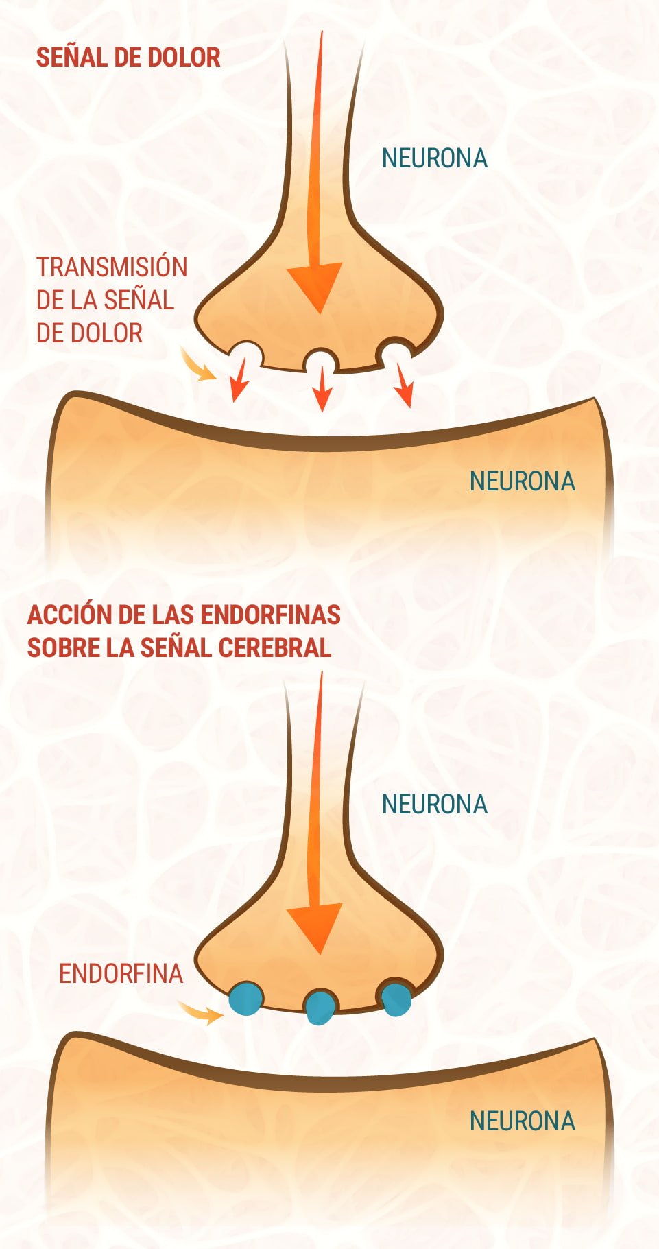 CBD and the Endocannabinoid System