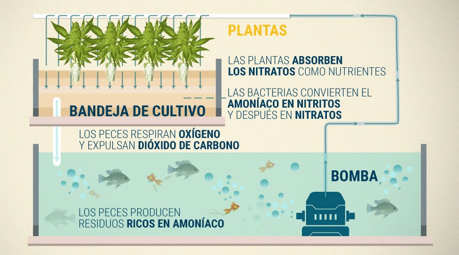 Por Qué Aquaponics Funciona Y Sus Beneficios Al Cultivar Cannabis