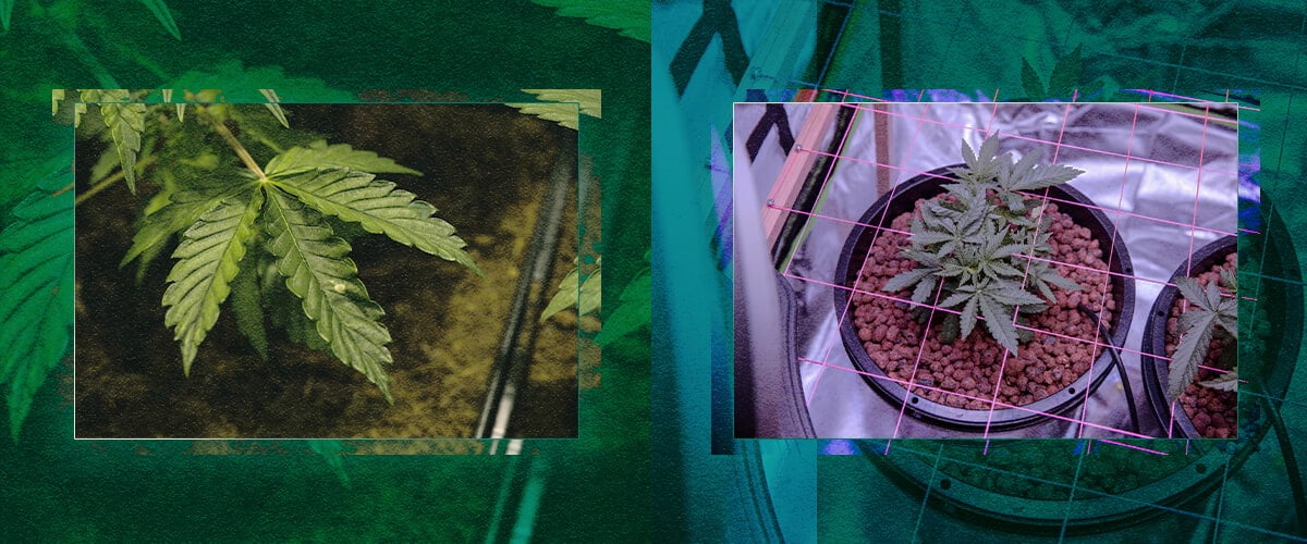 Eligiendo un Sistema de Cultivo: ¿Tierra o Hidroponía? Una Guía Visual Eligiendo un sistema de cultivo: ¿Tierra o hidroponía? Compara visualmente estos dos métodos populares para ayudarte a decidir el mejor enfoque para tus necesidades de jardinería.