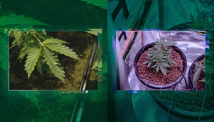 Eligiendo un Sistema de Cultivo: ¿Tierra o Hidroponía? Una Guía Visual Eligiendo un sistema de cultivo: ¿Tierra o hidroponía? Compara visualmente estos dos métodos populares para ayudarte a decidir el mejor enfoque para tus necesidades de jardinería.