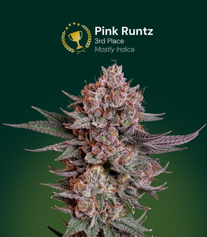 Flor de cannabis Pink Runtz, ganadora del 3er puesto, mayormente índica