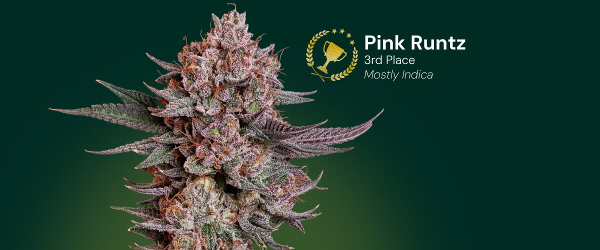 Flor de cannabis Pink Runtz, ganadora del 3er puesto, mayormente índica