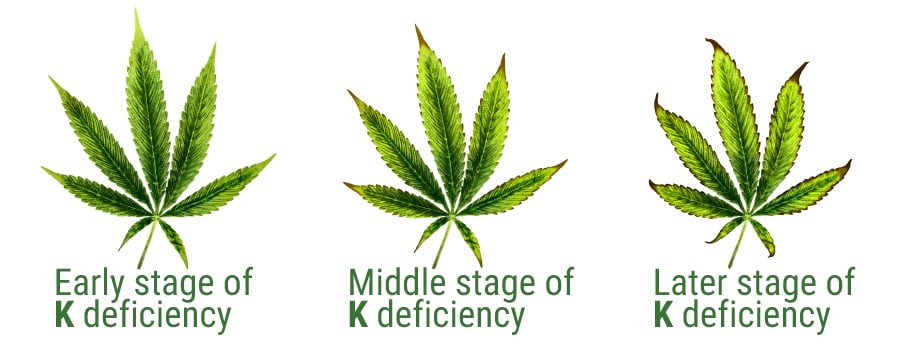Potassium Deficiency in Cannabis Leaves