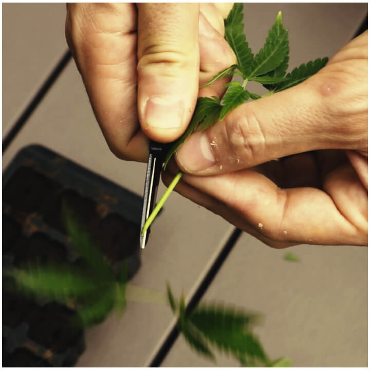 Cortando Esqueje de Cannabis