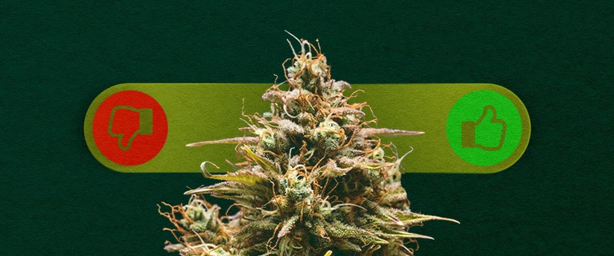 Cannabis Autofloreciente: Sopesando los Pros y los Contras del Cultivo Pros y contras del cannabis autofloreciente: Explora las ventajas (crecimiento rápido, fácil para principiantes) y desventajas (rendimientos más bajos, menos control) de cultivar cepas autoflorecientes.