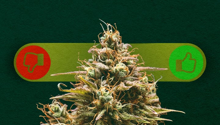 Cannabis Autofloreciente: Sopesando los Pros y los Contras del Cultivo Pros y contras del cannabis autofloreciente: Explora las ventajas (crecimiento rápido, fácil para principiantes) y desventajas (rendimientos más bajos, menos control) de cultivar cepas autoflorecientes.