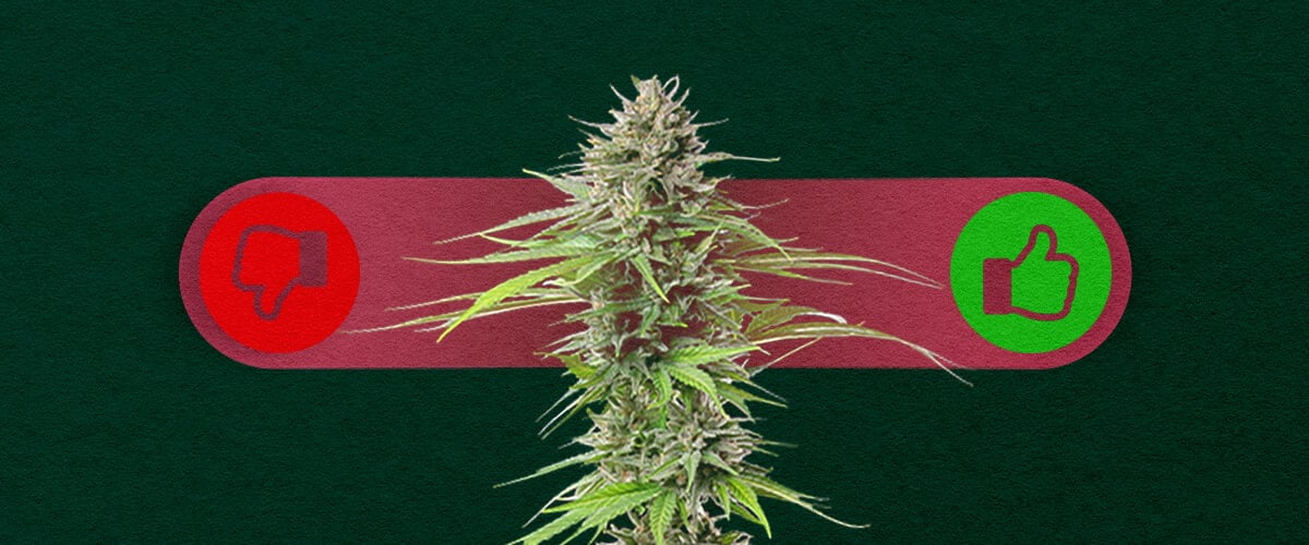 Cannabis de Fotoperiodo: Sopesando los Pros y los Contras del Cultivo Pros y contras del cannabis de fotoperiodo: Explora las ventajas (mayores rendimientos, más control sobre el crecimiento) y desventajas (mayor tiempo de cultivo, requiere manejo del ciclo de luz) de las cepas de fotoperiodo.