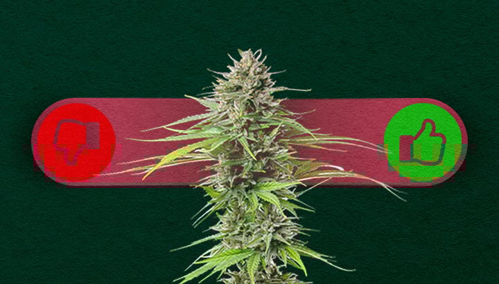 Cannabis de Fotoperiodo: Sopesando los Pros y los Contras del Cultivo Pros y contras del cannabis de fotoperiodo: Explora las ventajas (mayores rendimientos, más control sobre el crecimiento) y desventajas (mayor tiempo de cultivo, requiere manejo del ciclo de luz) de las cepas de fotoperiodo.