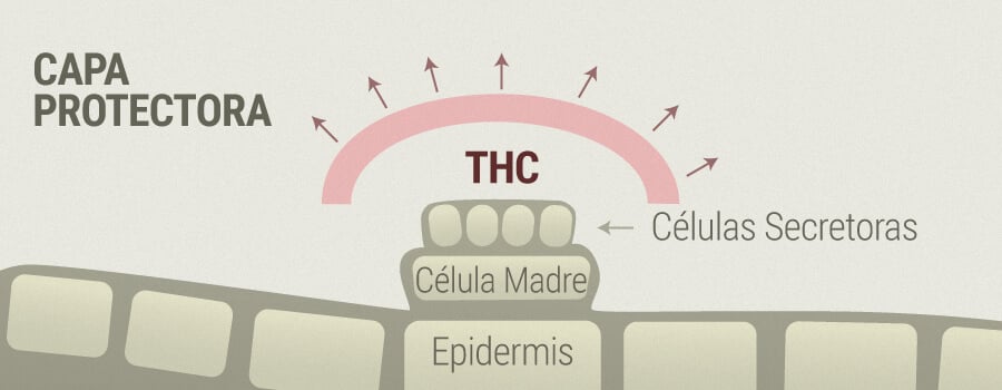 Rosácea y THC