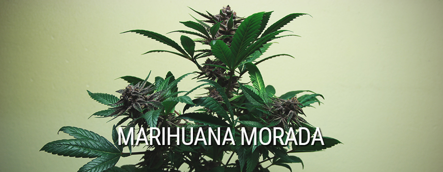 Marihuana Morada Mutación