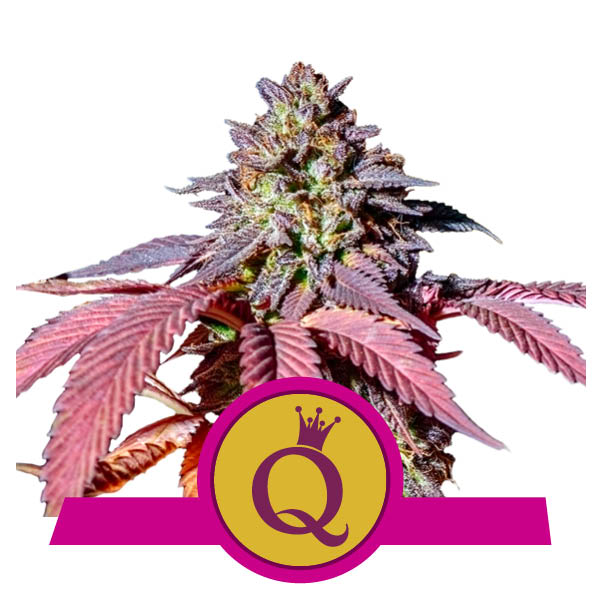 Comprar Purple Queen Comprar Purple Queen