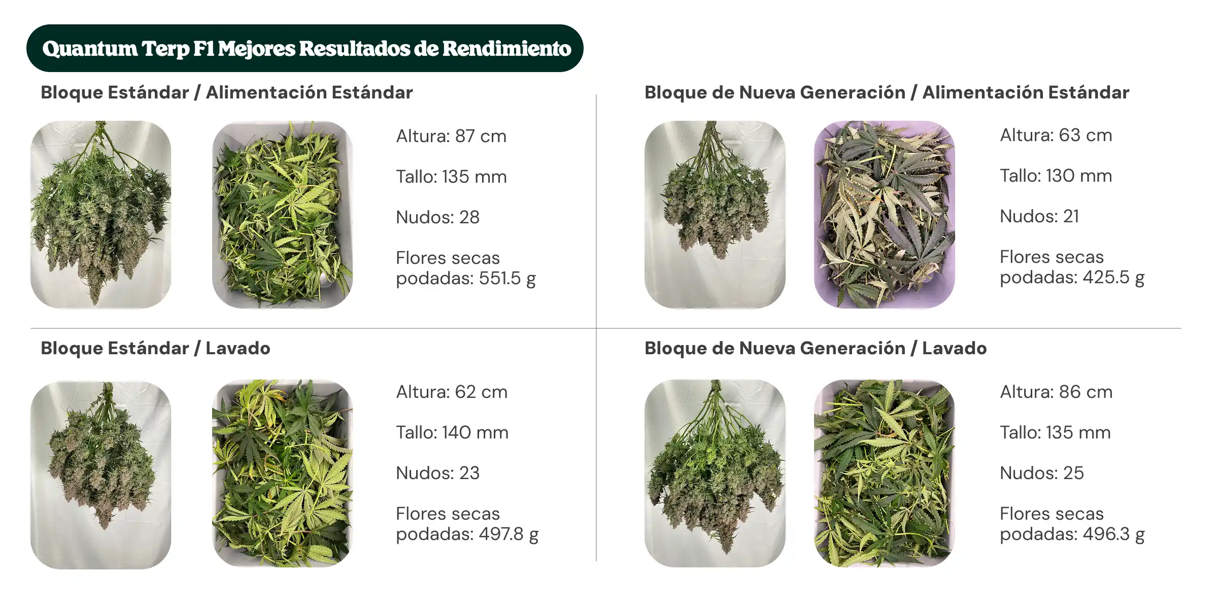 Resumen de resultados de Quantum Terp F1 comparando tratamientos con bloque estándar y bloque de nueva generación, con alimentación estándar y lavado, mostrando altura de la planta, diámetro del tallo, número de nudos y peso de flores secas manicuradas.