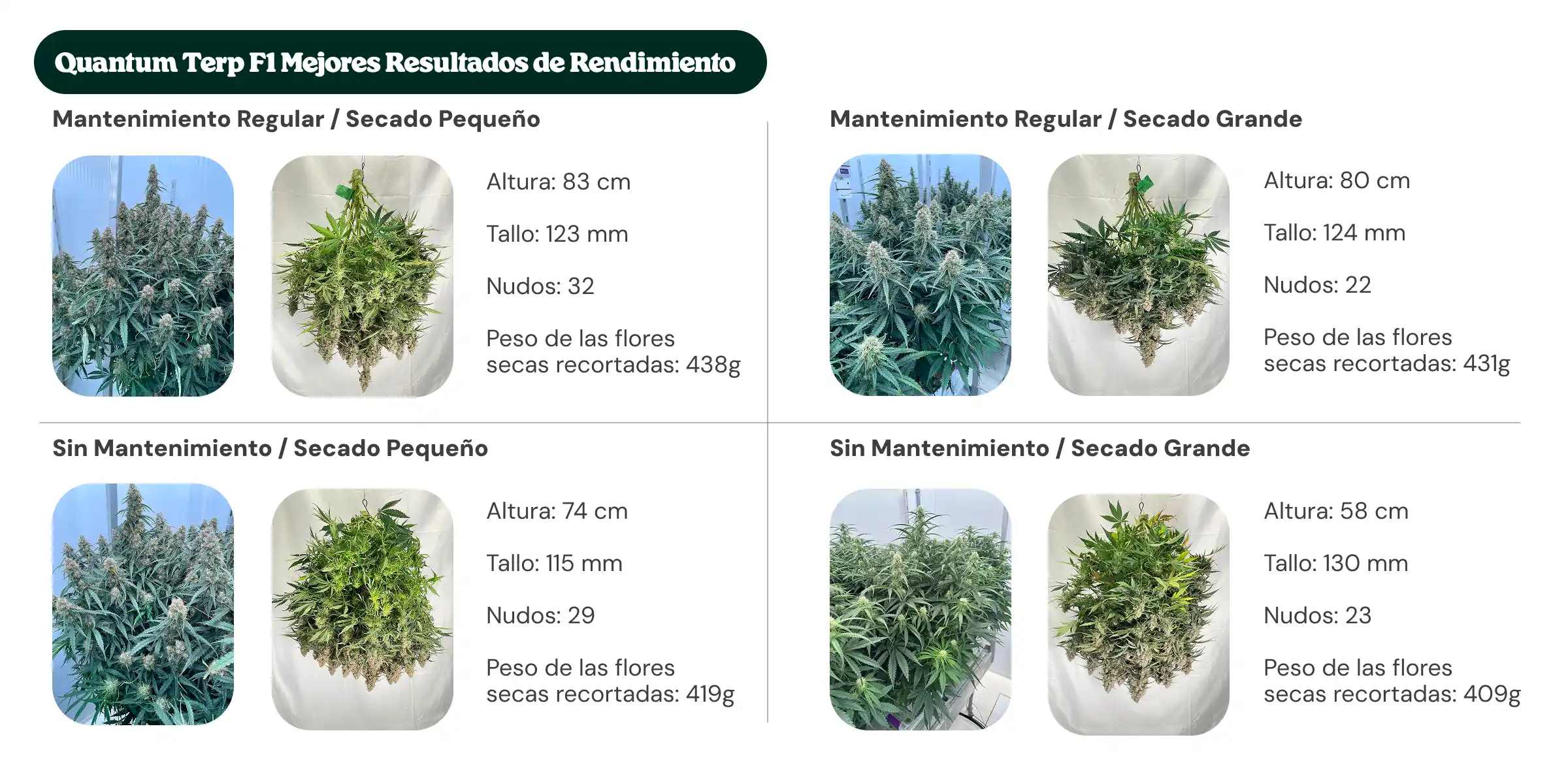 Resultados de Quantum Terp F1: comparación de mantenimiento y dryback Resumen de resultados de Quantum Terp F1 mostrando tratamientos con mantenimiento regular y sin mantenimiento, con dryback pequeño y grande, comparando altura de la planta, diámetro del tallo, número de nudos y peso de flores secas manicuradas.