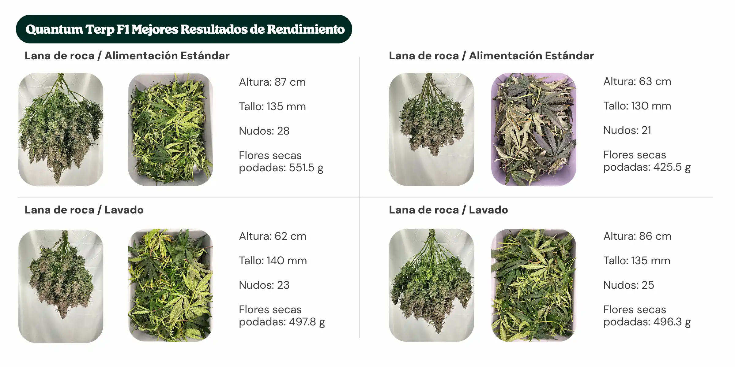 Resumen de resultados de Quantum Terp F1 comparando tratamientos con bloque estándar y bloque de nueva generación, con alimentación estándar y lavado, mostrando altura de la planta, diámetro del tallo, número de nudos y peso de flores secas manicuradas.
