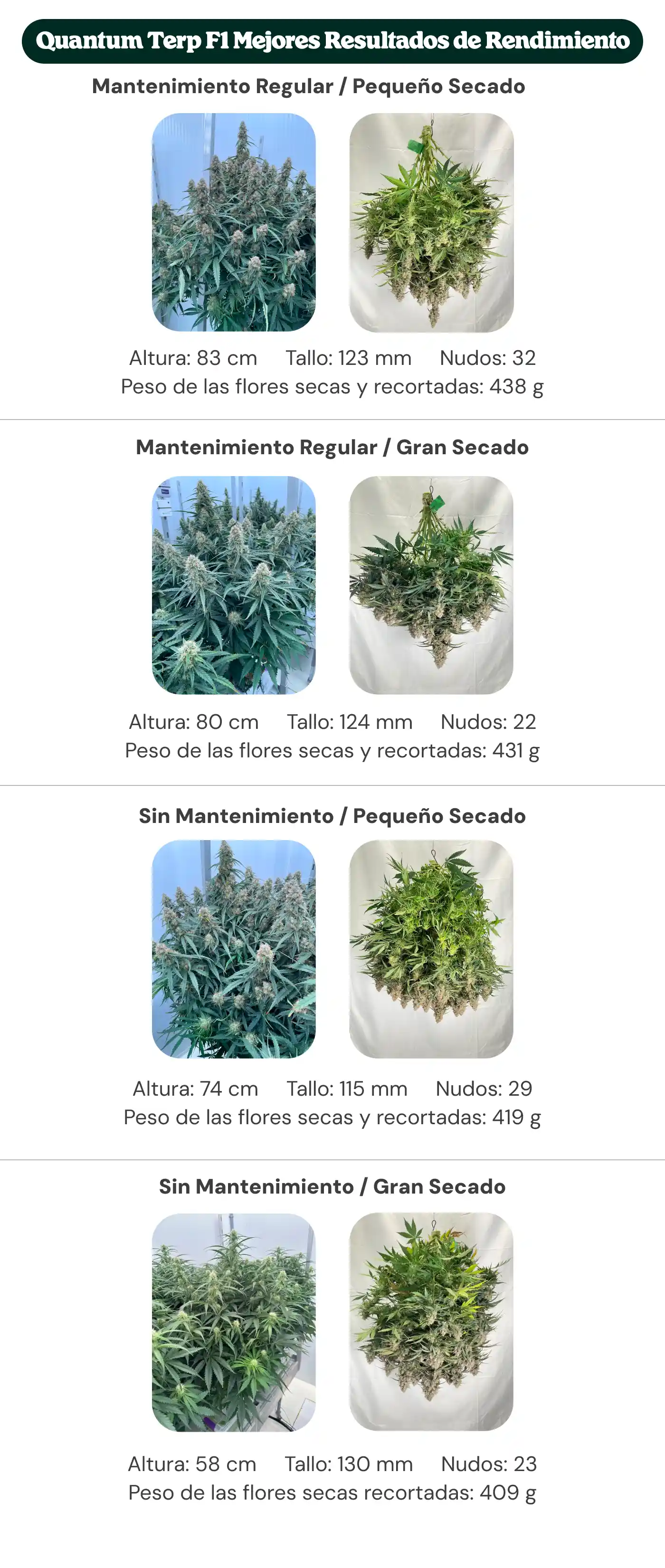 Resumen de resultados de Quantum Terp F1 mostrando tratamientos con mantenimiento regular y sin mantenimiento, con dryback pequeño y grande, comparando altura de la planta, diámetro del tallo, número de nudos y peso de flores secas manicuradas.