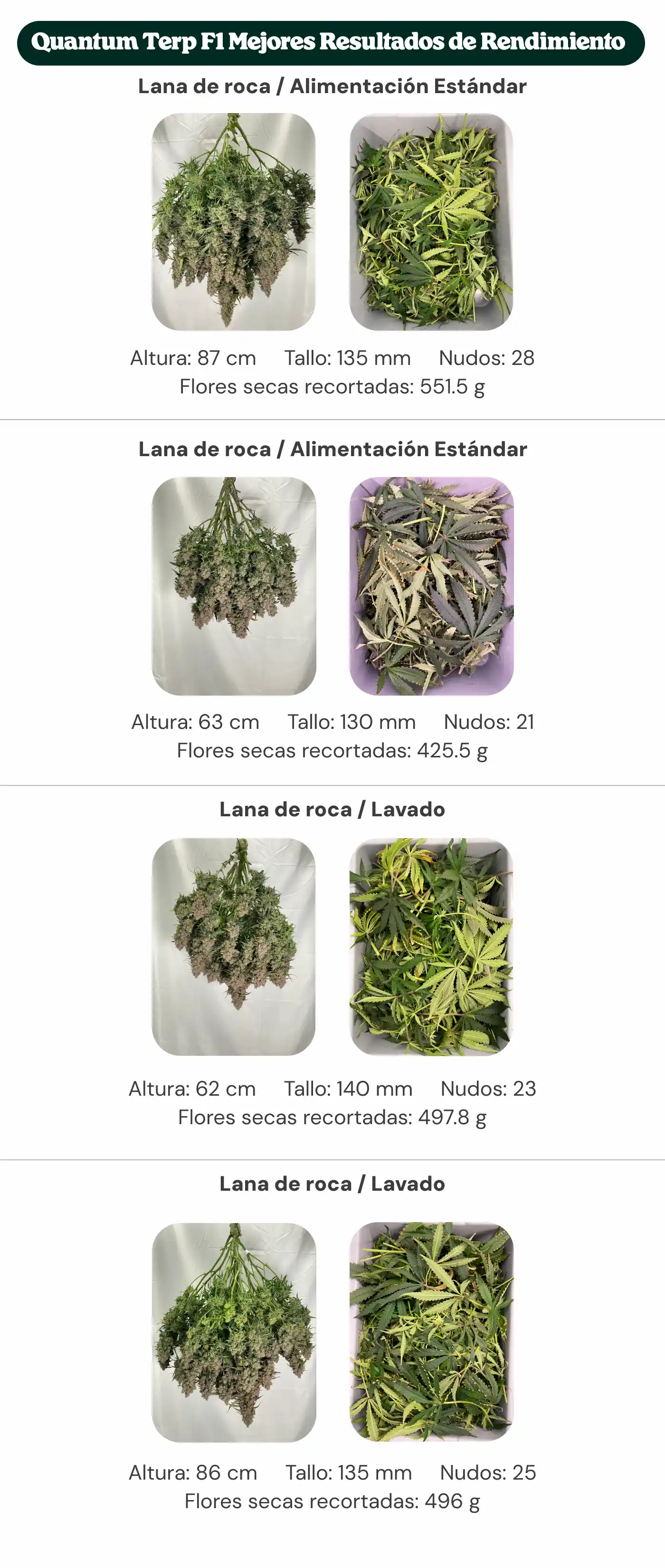 Resumen de resultados de Quantum Terp F1 comparando tratamientos con bloque estándar y bloque de nueva generación, con alimentación estándar y lavado, mostrando altura de la planta, diámetro del tallo, número de nudos y peso de flores secas manicuradas.