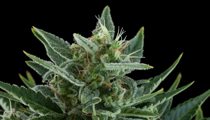 Cogollo de cannabis Quick One con flores escarchadas y resinosas, hojas de azúcar verdes, pistilos naranjas y crecimiento compacto sobre un fondo oscuro.