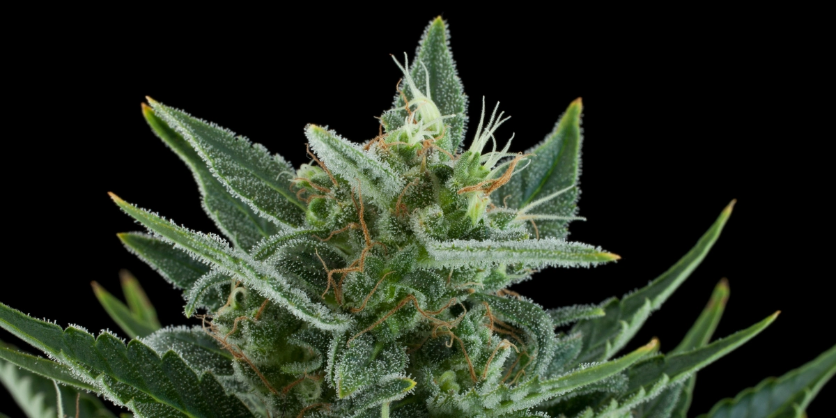 Cogollo de cannabis Quick One con flores escarchadas y resinosas, hojas de azúcar verdes, pistilos naranjas y crecimiento compacto sobre un fondo oscuro.