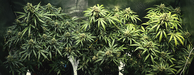 Royal Jack Auto Royal Jack Auto