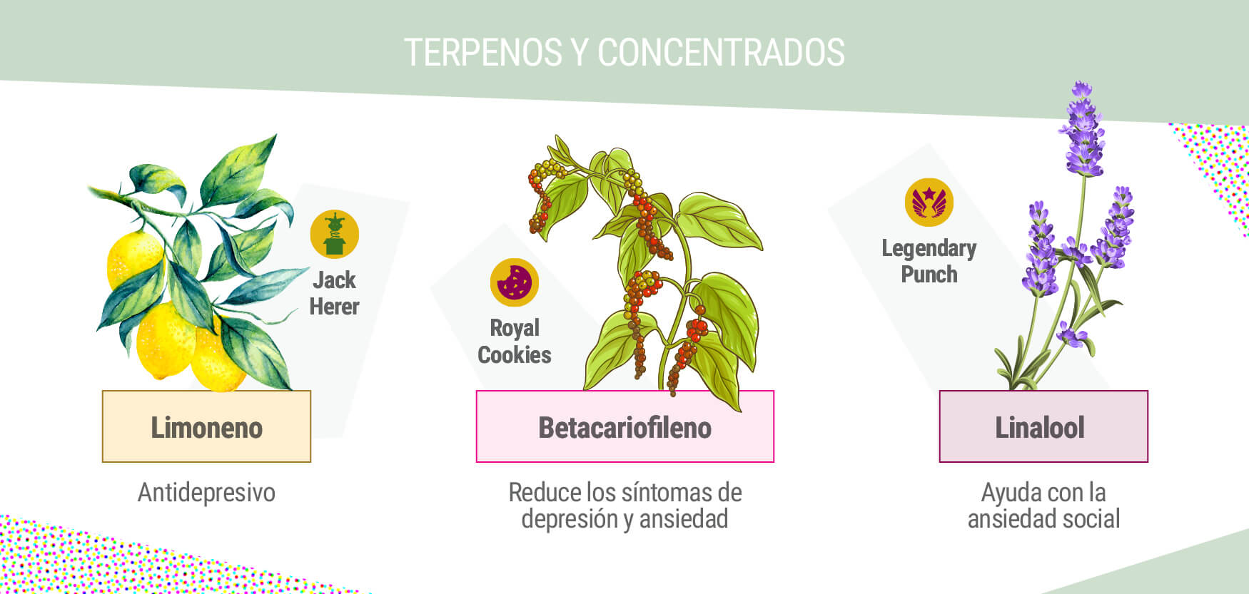 Terpenos y Concentrados