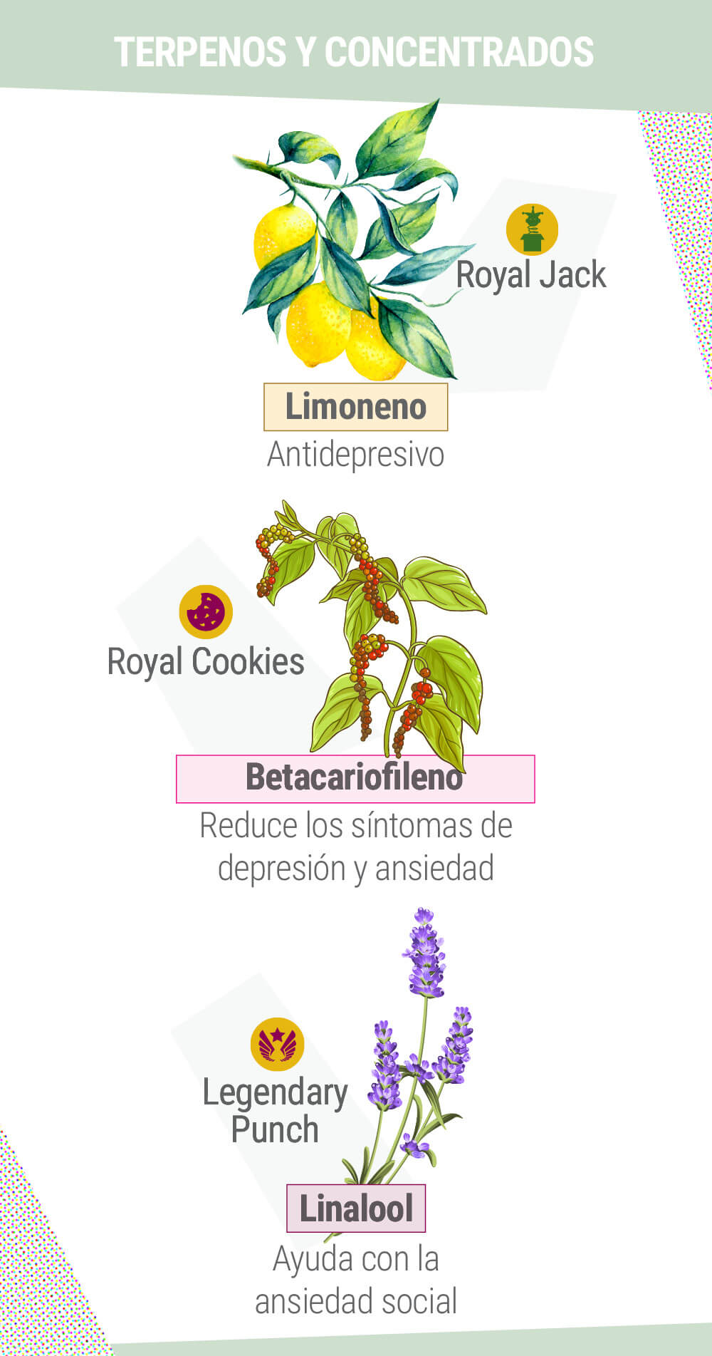 Terpenos y Concentrados