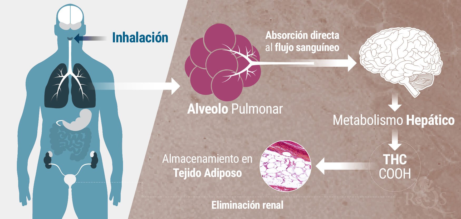 Inhalación