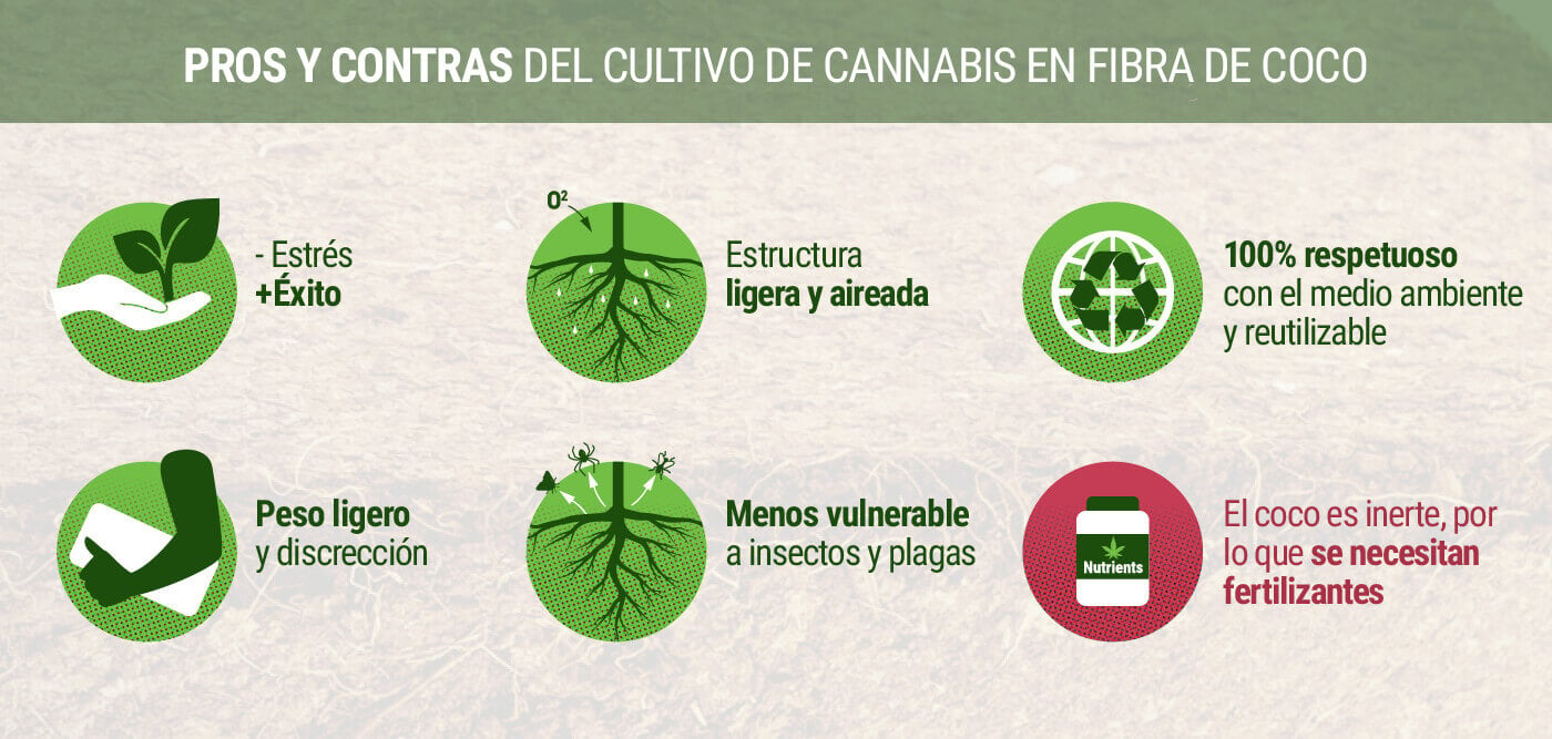 Pros y Contras del Cultivo de Cannabis en Fibra de Coco