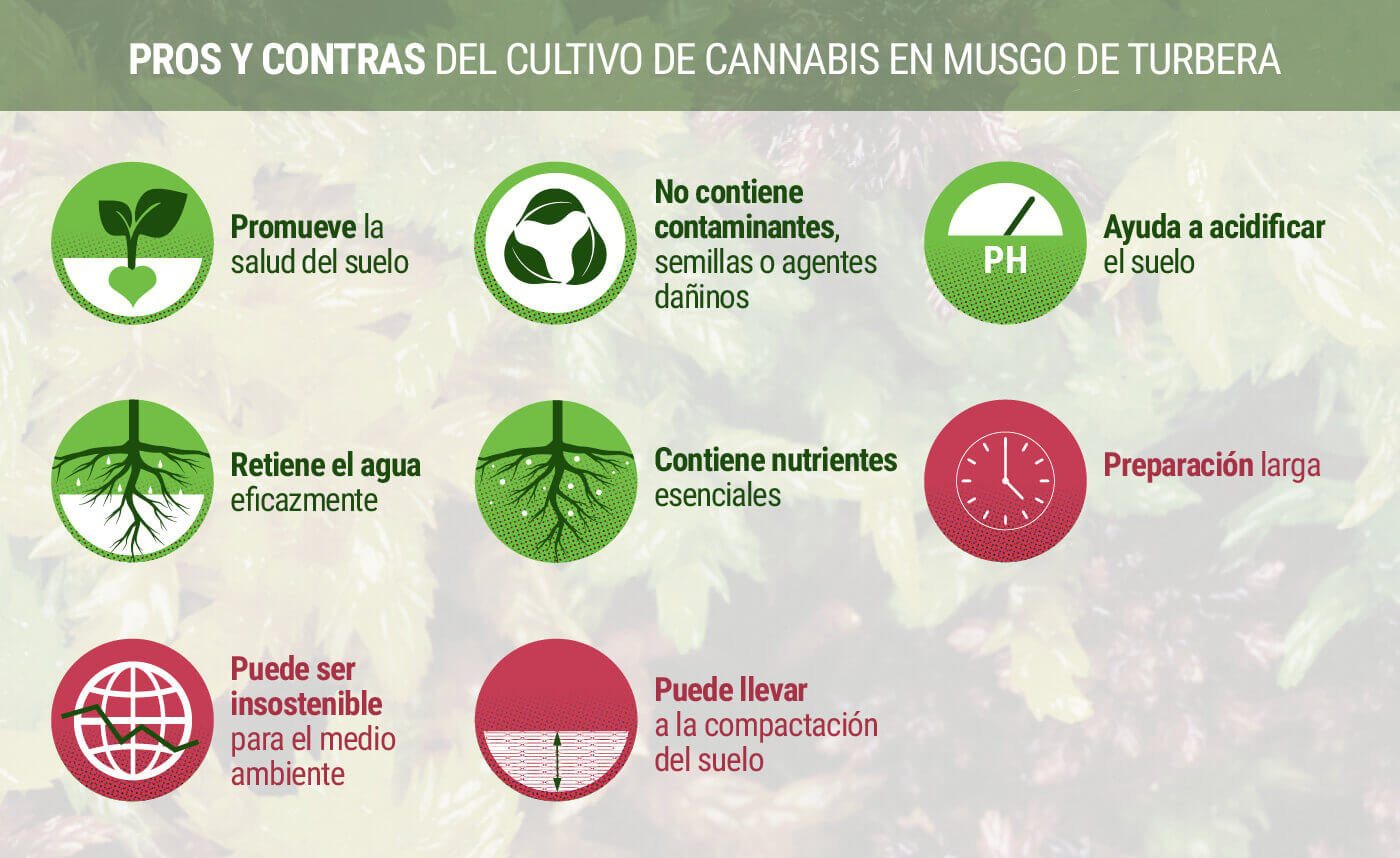Pros y Contras del Cultivo de Cannabis en Musgo de Turbera