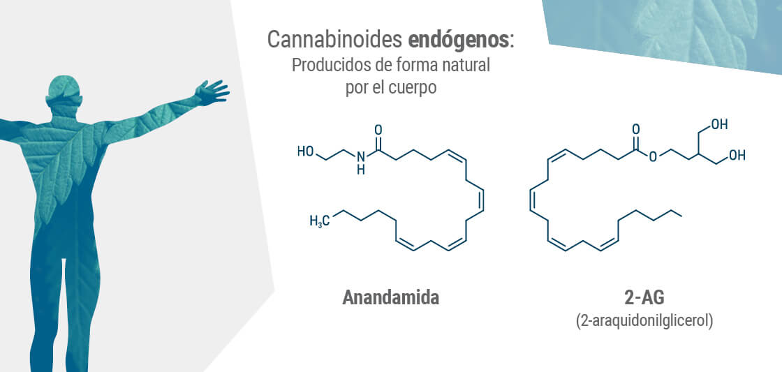 Los dos principales[1] endocannabinoides del cuerpo son la anandamida y el 2-AG.