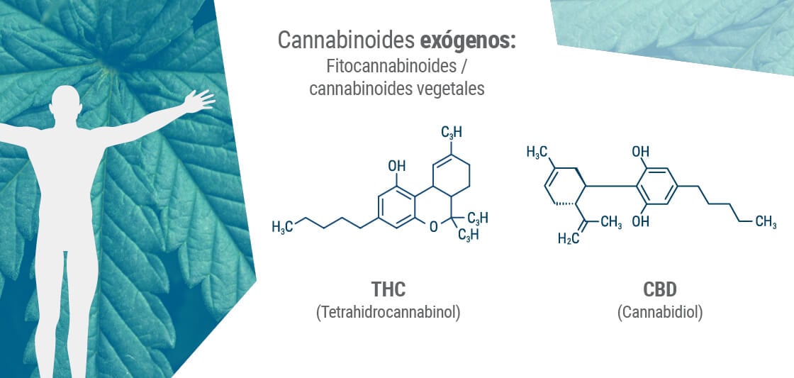 Los fitocannabinoides a menudo tienen una estructura molecular parecida a la de los endocannabinoides