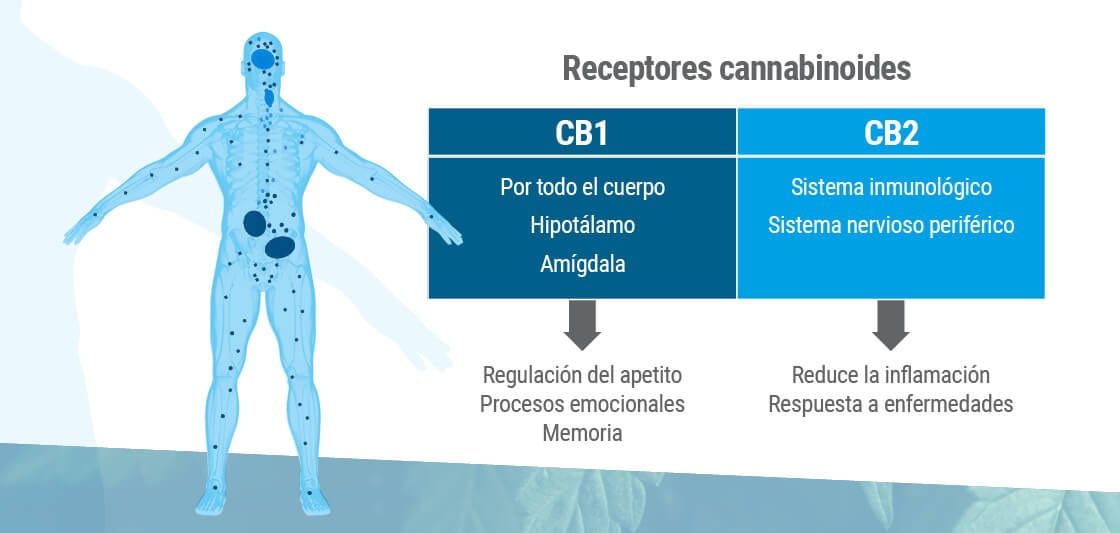 El sistema endocannabinoide presenta dos tipos principales de receptores: CB1 y CB2