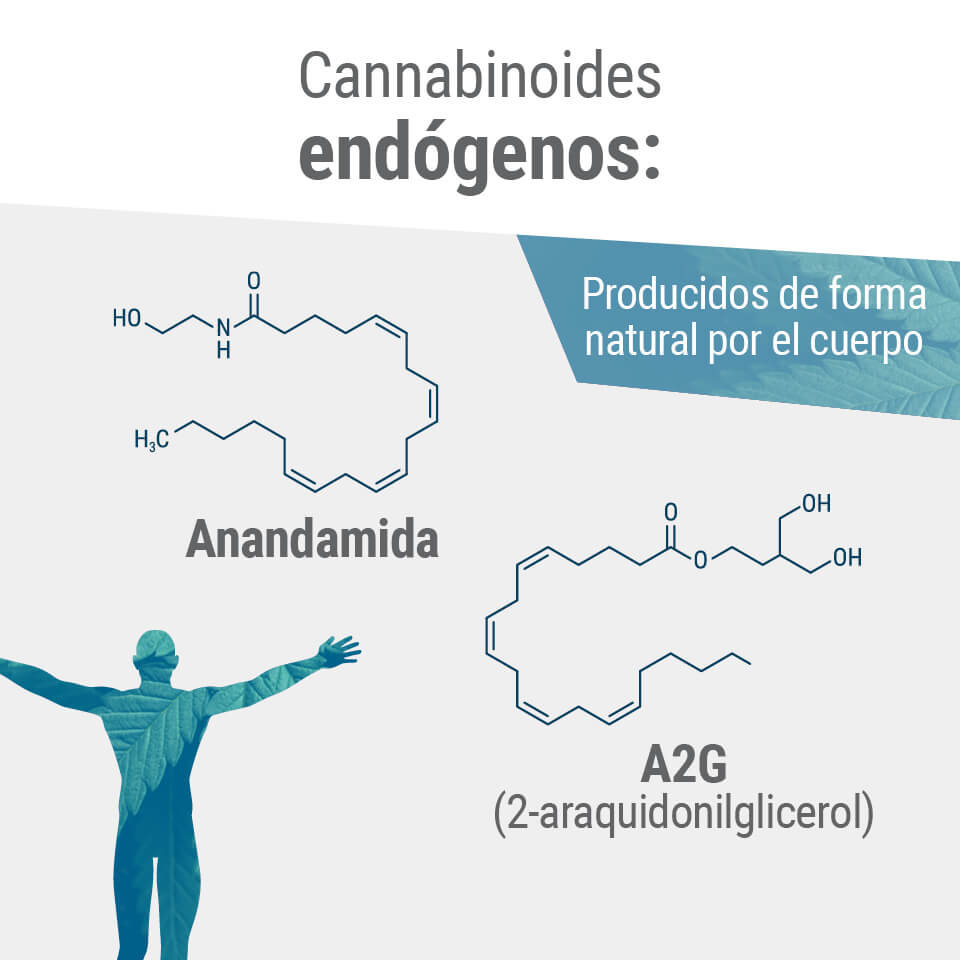 Los dos principales[1] endocannabinoides del cuerpo son la anandamida y el 2-AG.