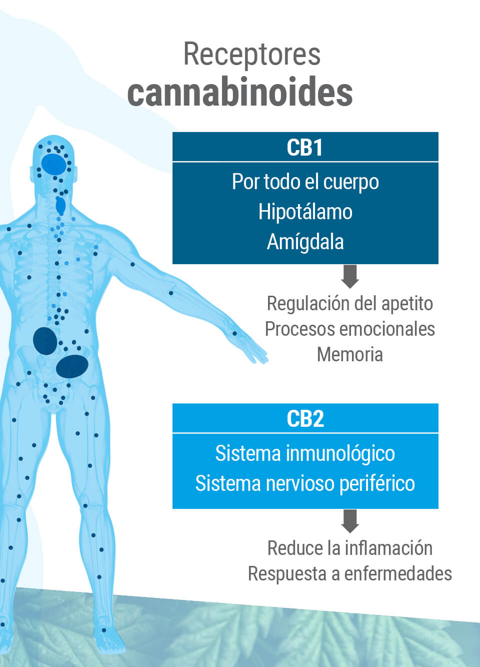 El sistema endocannabinoide presenta dos tipos principales de receptores: CB1 y CB2