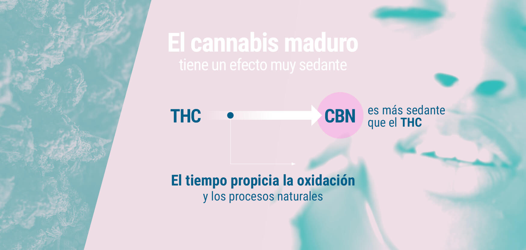 Prospecto del cannabis para uso terapéutico - Farmaceuticonline