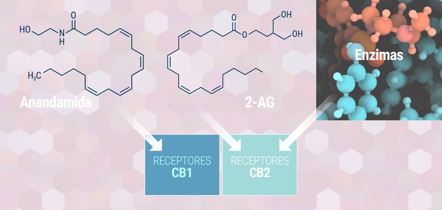 El sistema endocannabinoide