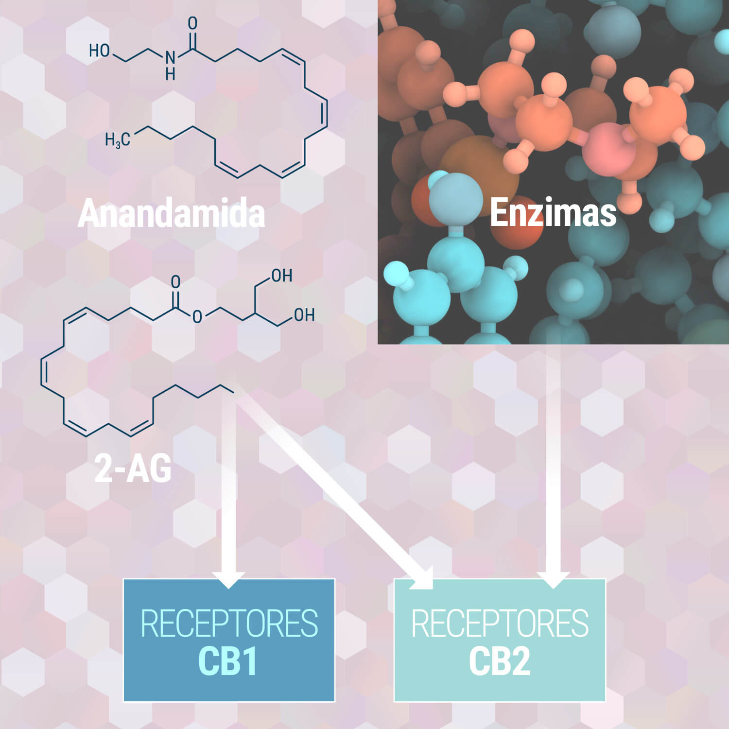 El sistema endocannabinoide