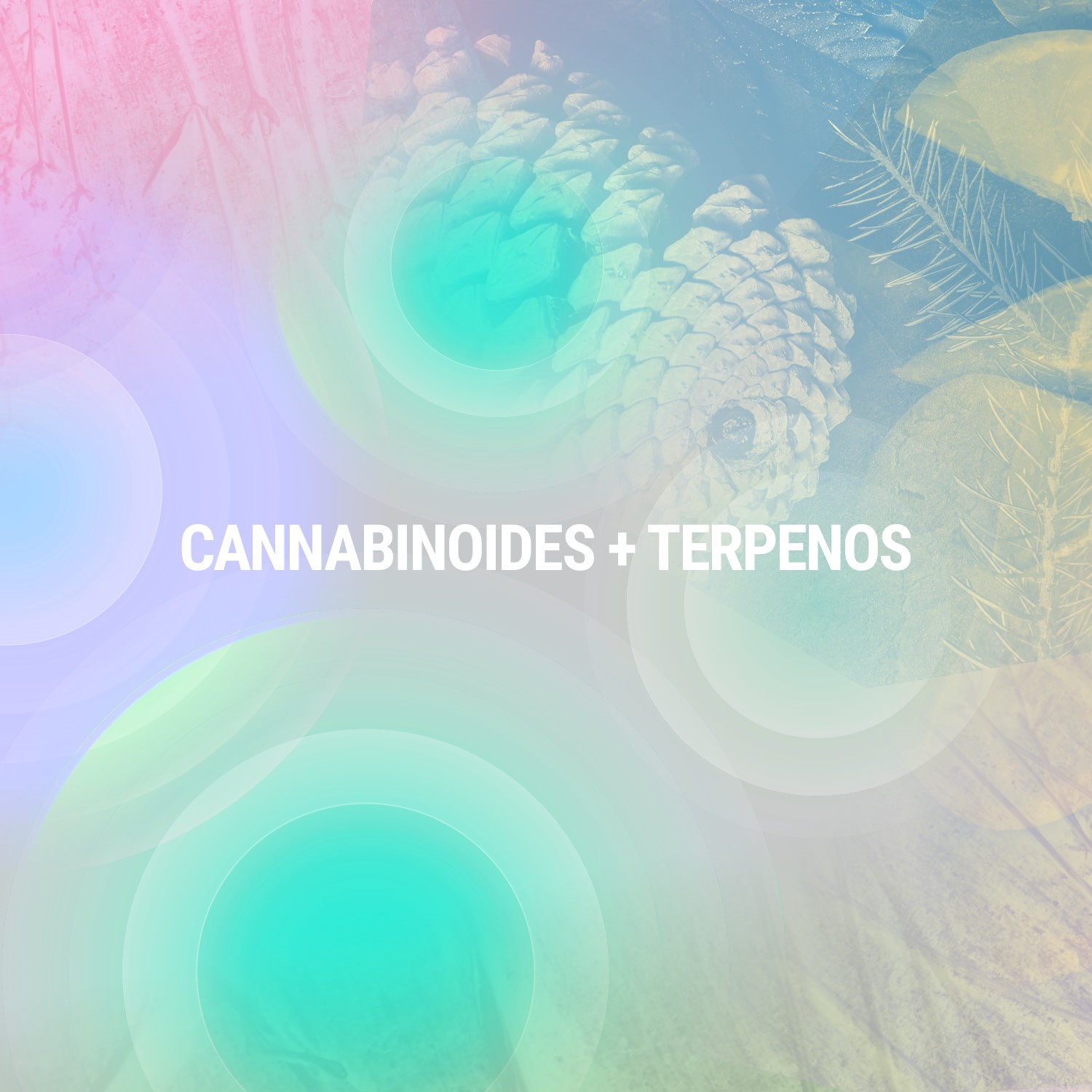 Cannabinoides + Terpenos Cannabinoides + Terpenos