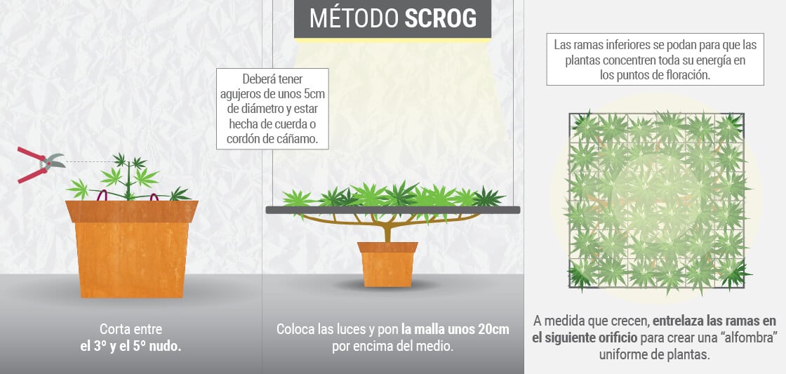 Método Scrog en el Cultivo de Cannabis