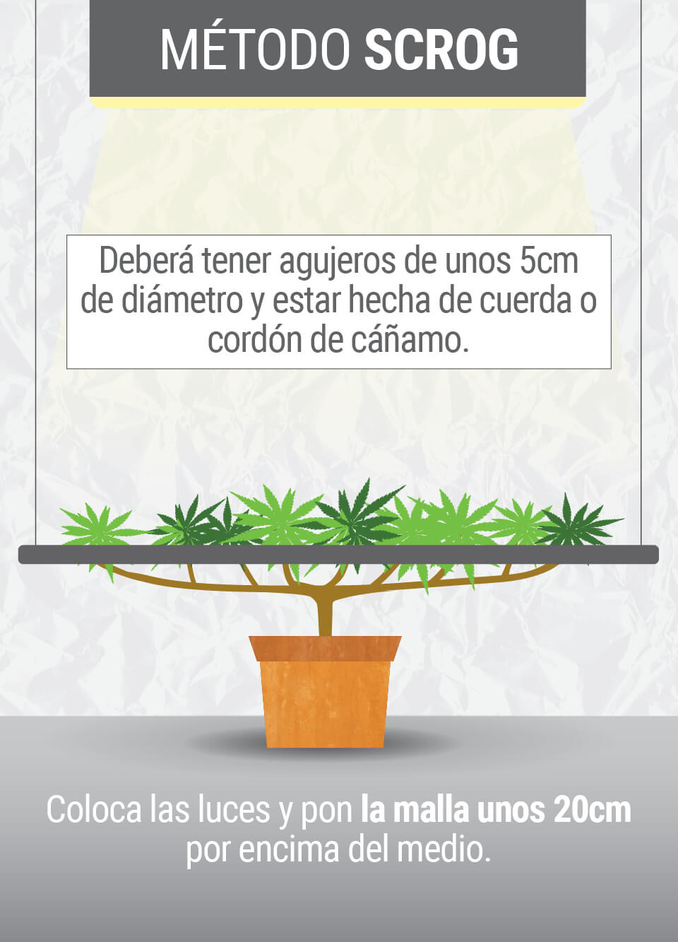 Cultivando cannabis con el método SCROG (Screen of Green) Segunda Fase