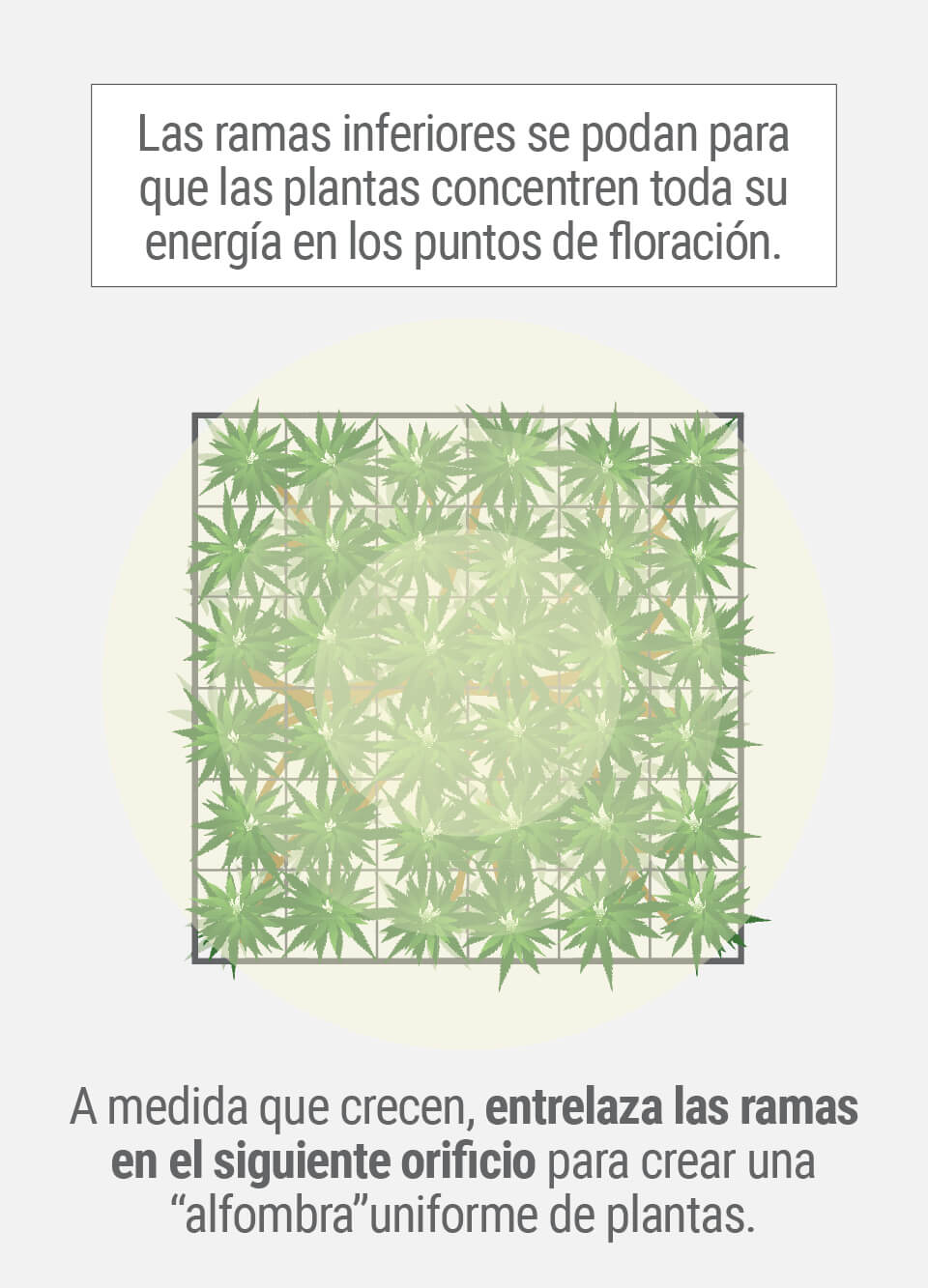 Cultivando cannabis con el método SCROG (Screen of Green) Tercera Fase