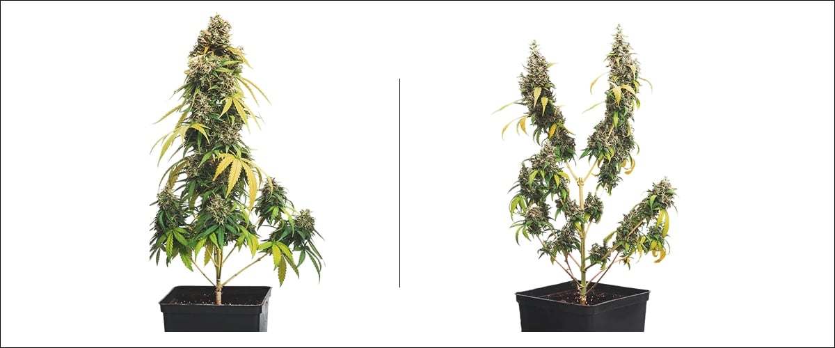 Ejemplo lado a lado de topping en cannabis: planta sin topping con una cola principal vs planta con topping con múltiples colas