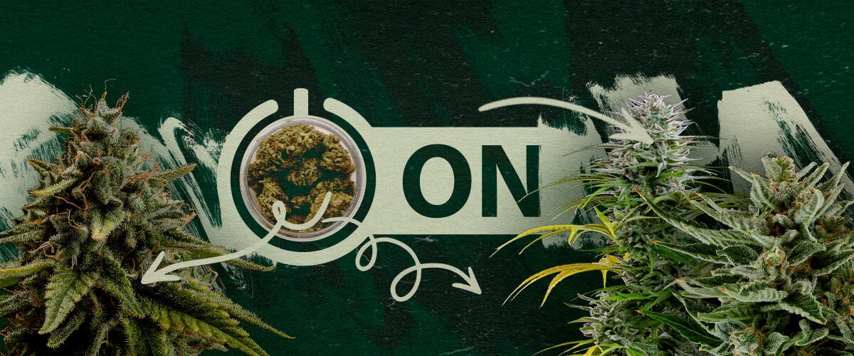 Variedades y Productos de Cannabis Recomendados Después de un Descanso de Tolerancia Cogollos de cannabis en un frasco con un gráfico de interruptor